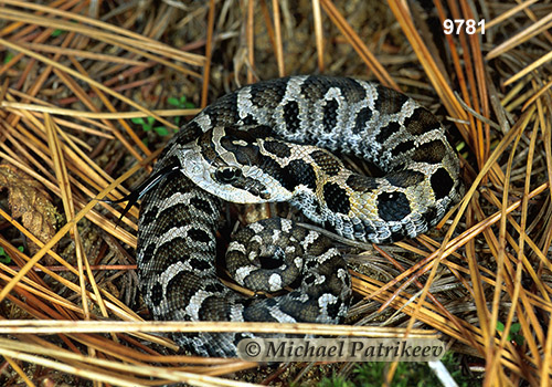 Eastern Hognose Snake (Heterodon platirhinos)